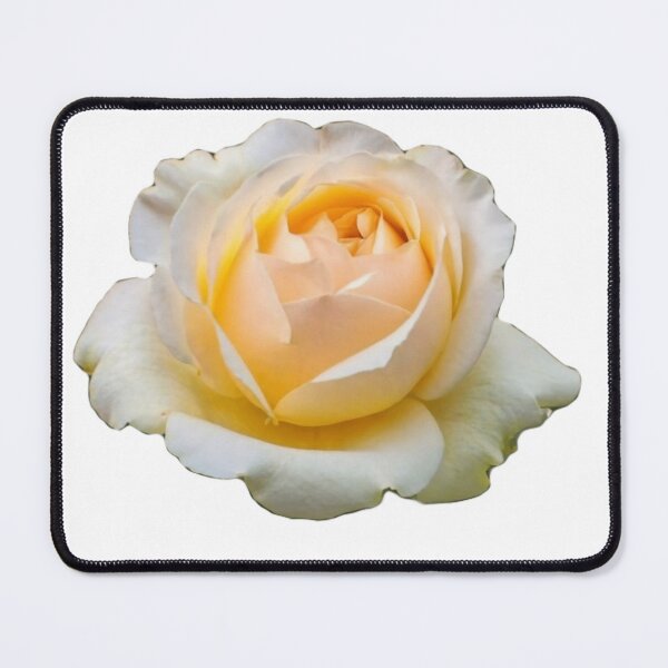 Item preview, White Elegance: A White Rose in the Spotlight. designed and sold by josiasalves65.