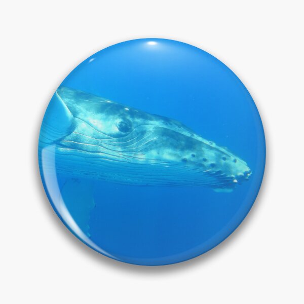 Item preview, 'Flying' Humpback Whale Calf - Moorea 2023 designed and sold by Whale & Dolphin Wisdom Retreats.