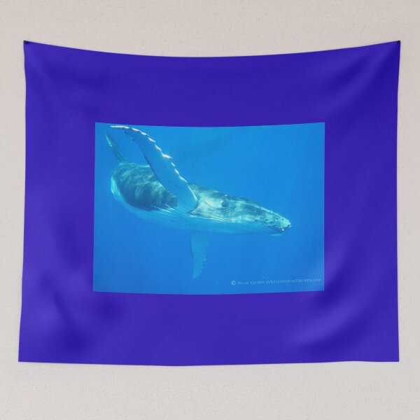 Item preview, 'Flying' Humpback Whale Calf - Moorea 2023 designed and sold by Whale & Dolphin Wisdom Retreats.