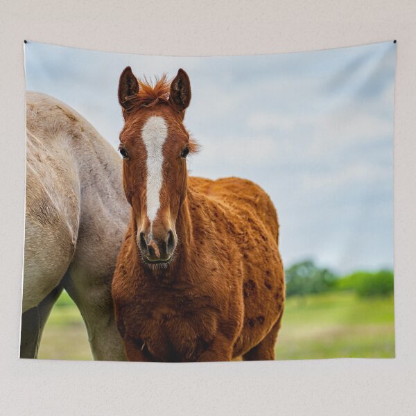 Item preview, caballo joven parado junto a mamá designed and sold by noblephoto.