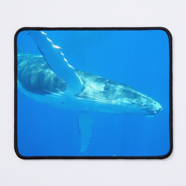 Item preview, 'Flying' Humpback Whale Calf - Moorea 2023 designed and sold by Whale & Dolphin Wisdom Retreats.