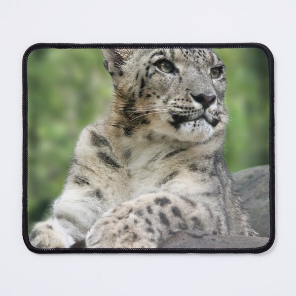 Item preview, snow leopard sitting on rock designed and sold by clearviewstock.