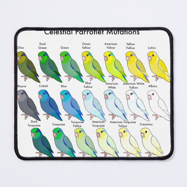 Item preview, Celestial Parrotlet Color Mutations  designed and sold by BourkiiBoutique.