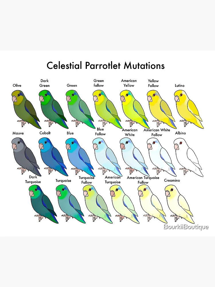 Parrotlet sales