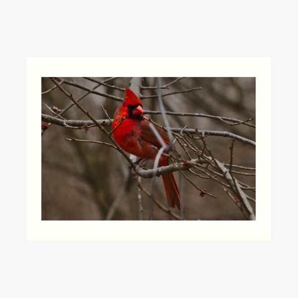 Cardinal in spring Art Print