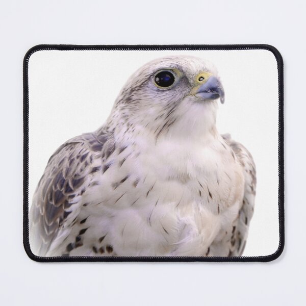 Item preview, Up Close and Personal with a Stunning Saker Falcon designed and sold by walkswithnature.