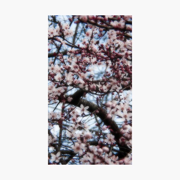 Item preview, Blossoms Abstract 2 designed and sold by Jessica Hardin.