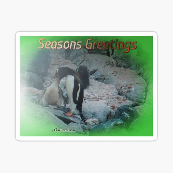 Item preview, Gentoo Penguin feeding time designed and sold by Bev Pascoe.