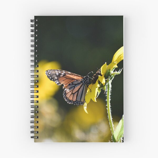 Aperçu de l'œuvre Papillon sur un tournesol créée et vendue par CESW Photography.