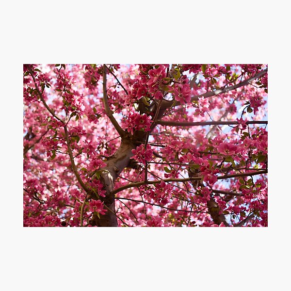Item preview, Apple Blossoms designed and sold by CESW Photography.