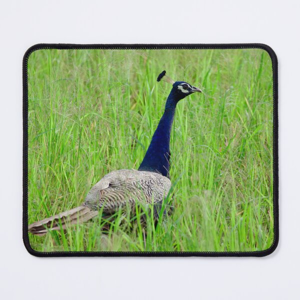 Item preview, So beautiful Peacock on the greenish field designed and sold by GuruKde.