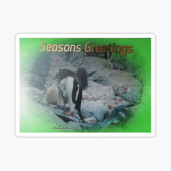 Item preview, Mother Gentoo Penguin feeds her young designed and sold by Bev Pascoe.