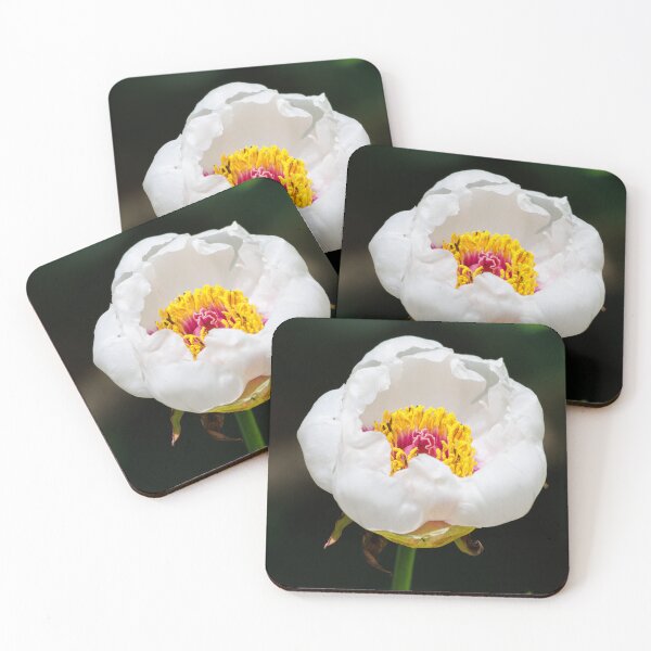 Item preview, A close-up shot of a white peony designed and sold by Giuseppe Cammino.