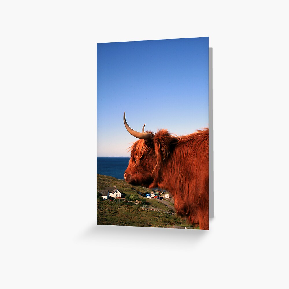 Highland Coo Greeting Card