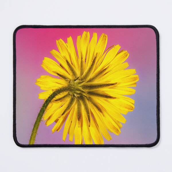 Item preview, A macro photography of a taraxacum officinale designed and sold by Giuseppe Cammino.