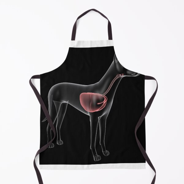 Item preview, STK701283H-Respiratory system of a dog, x-ray view. designed and sold by StocktrekImages.