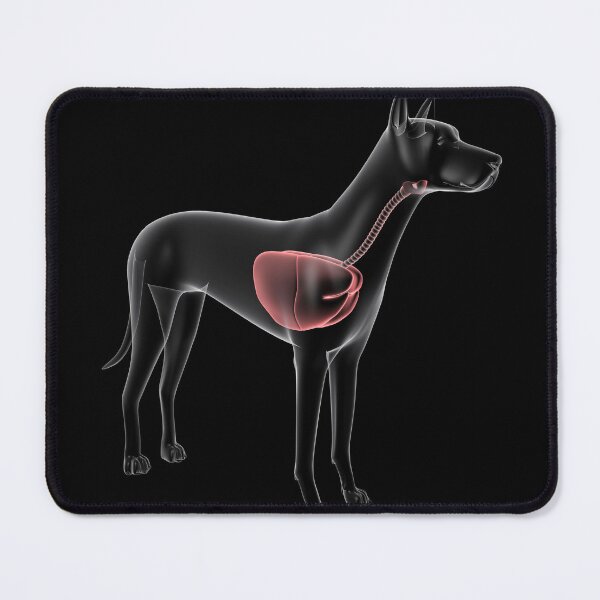 Item preview, STK701283H-Respiratory system of a dog, x-ray view. designed and sold by StocktrekImages.