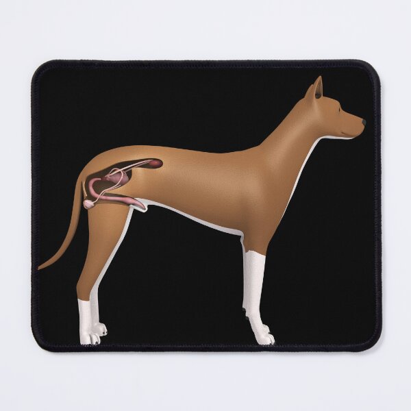 Item preview, STK701288H-Urinary system of a male dog. designed and sold by StocktrekImages.