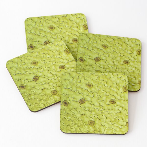 Item preview, leaf epidermis with stomata cells; plant anatomy, microscopy designed and sold by everydaybotany.