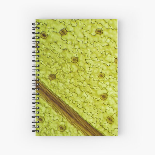 Aperçu de l'œuvre épiderme des feuilles avec cellules de stomates ; anatomie végétale, microscopie créée et vendue par everydaybotany.