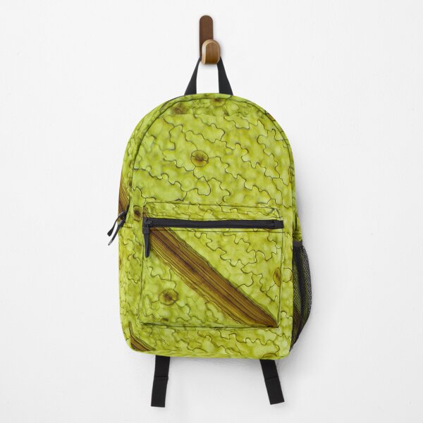 Item preview, leaf epidermis with stomata cells; plant anatomy, microscopy designed and sold by everydaybotany.