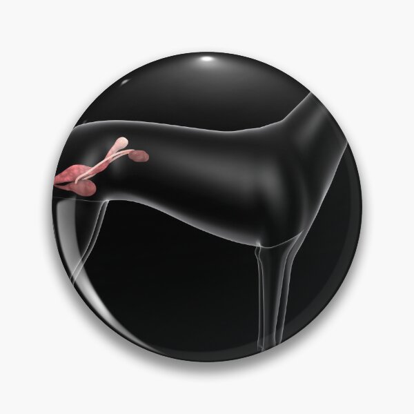 Item preview, STK701291H-Urinary system in a female dog, x-ray view. designed and sold by StocktrekImages.