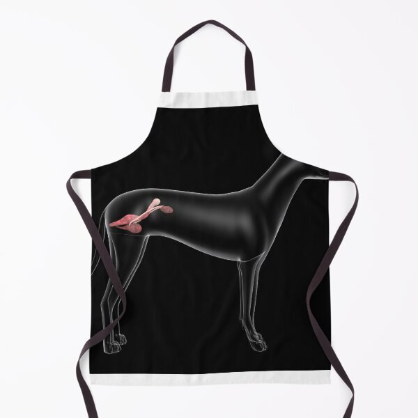Item preview, STK701291H-Urinary system in a female dog, x-ray view. designed and sold by StocktrekImages.