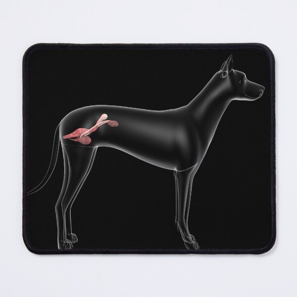 Item preview, STK701291H-Urinary system in a female dog, x-ray view. designed and sold by StocktrekImages.