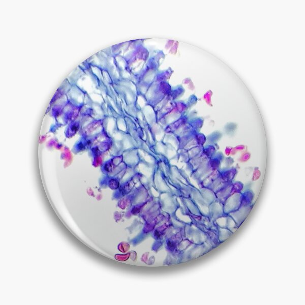 Item preview, boletus hyphae; plant anatomy, microscopy designed and sold by everydaybotany.