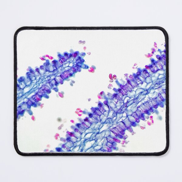 Item preview, boletus hyphae; plant anatomy, microscopy designed and sold by everydaybotany.