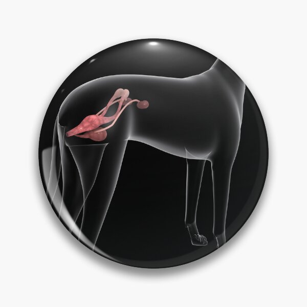 Item preview, STK701292H-Urinary system in a female dog, x-ray view. designed and sold by StocktrekImages.