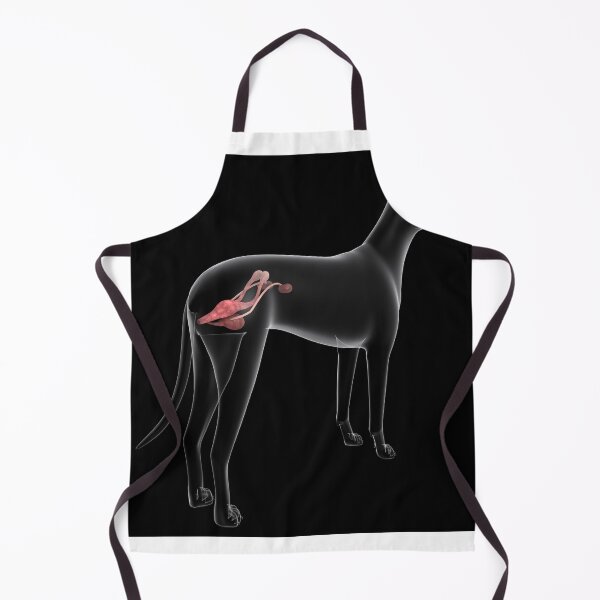 Item preview, STK701292H-Urinary system in a female dog, x-ray view. designed and sold by StocktrekImages.