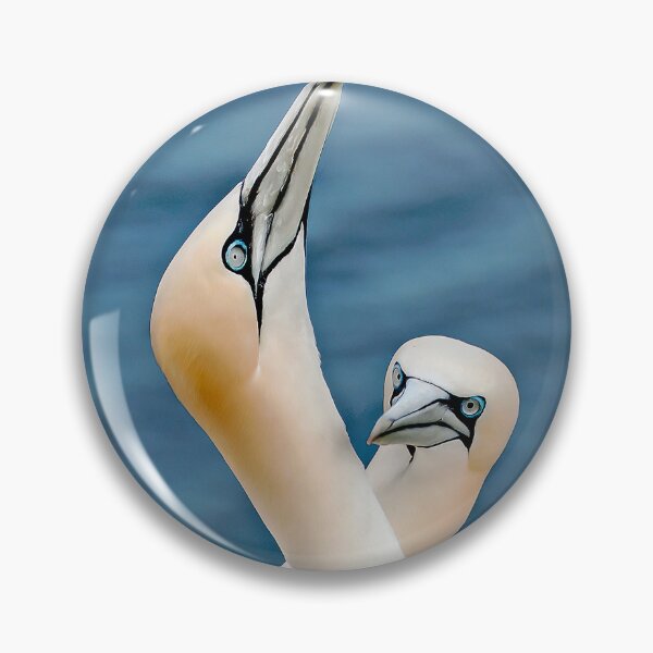Item preview, Two Gannets on Bempton Ciffs designed and sold by mhfore.