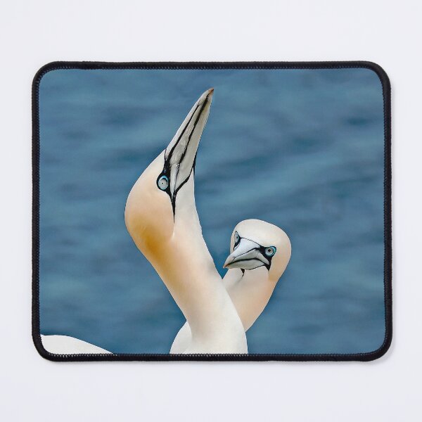 Item preview, Two Gannets on Bempton Ciffs designed and sold by mhfore.