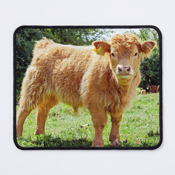 Item preview, Highland Cow, The Inquisitive Calf designed and sold by mhfore.