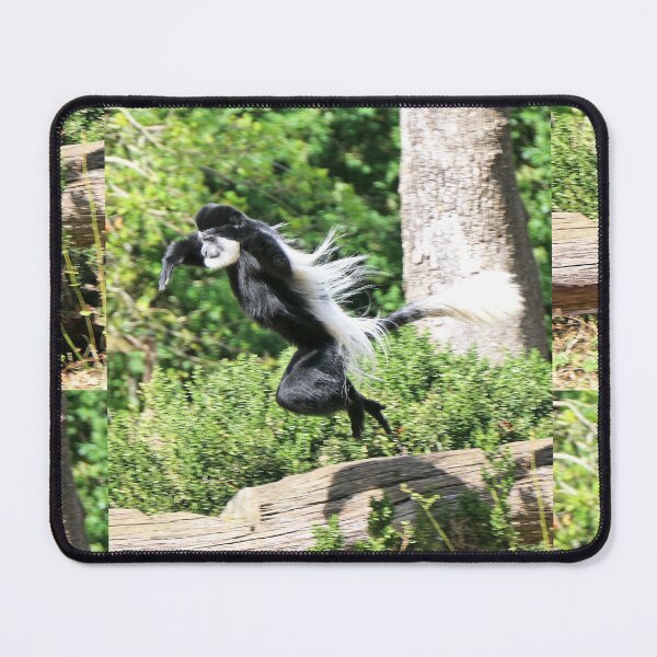 Item preview, vr 3463 - 3/ finition 2023 vallée des singes: Singes : le Colobe en plein Saut-  Okaio Créations Olavia-Olao designed and sold by o.okaïo.