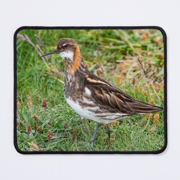 Item preview, Birt designed and sold by Toi-Vido.