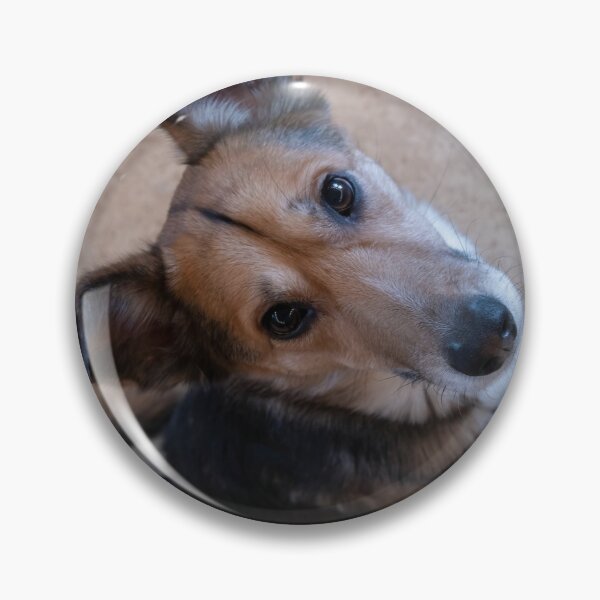 Item preview, Dog looking up designed and sold by Calidris Fotografie Steffi & Ben Köppler.