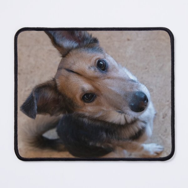 Item preview, Dog looking up designed and sold by Calidris Fotografie Steffi & Ben Köppler.