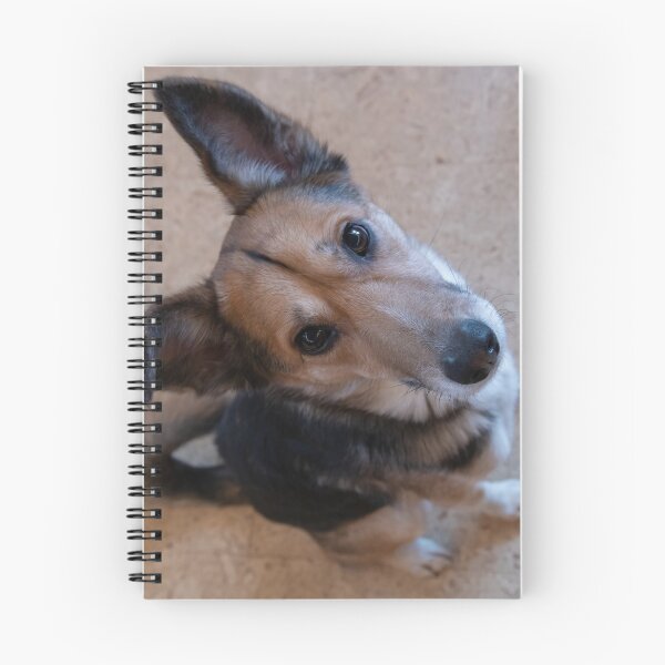 Item preview, Dog looking up designed and sold by Calidris Fotografie Steffi & Ben Köppler.