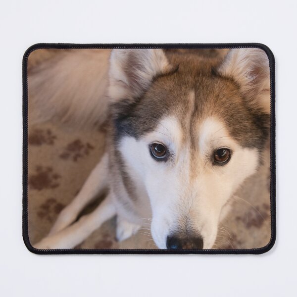 Item preview, Husky looking up designed and sold by Calidris Fotografie Steffi & Ben Köppler.