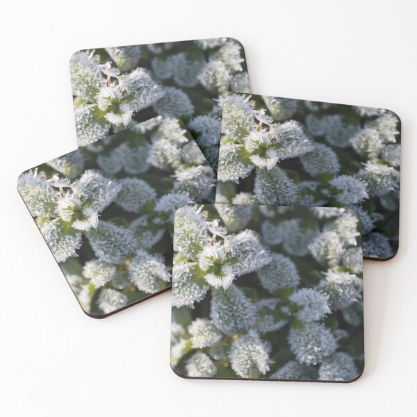 Item preview, Hoarfrost designed and sold by Calidris Fotografie Steffi & Ben Köppler.