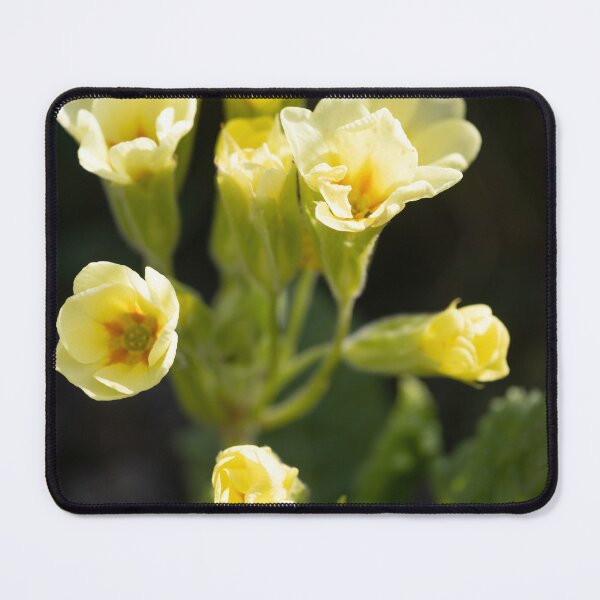Item preview, Cowslip Primrose, designed and sold by Calidris Fotografie Steffi & Ben Köppler.