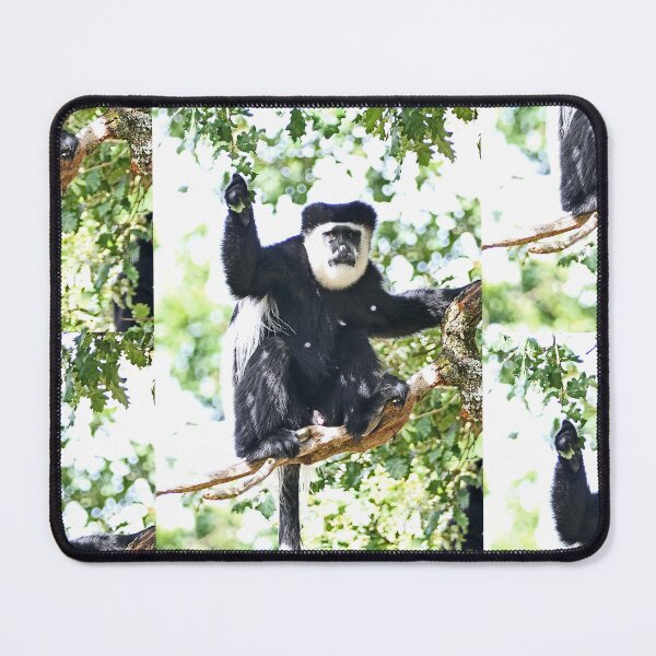 Item preview, vr 3513 - 4/ finition 2023 - vallée des singes: Singes : le Colobe en Portrait -  Okaio Créations Olavia-Olao designed and sold by o.okaïo.