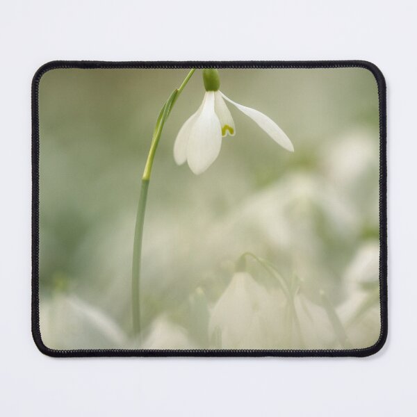 Item preview, Digital photograph of a Snowdrop flower designed and sold by SimonJohnson1.