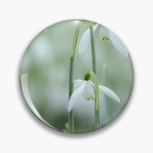 Item preview, Digital photograph of four Snowdrop flowers designed and sold by SimonJohnson1.