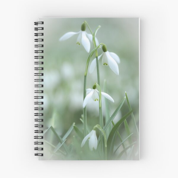 Item preview, Digital photograph of four Snowdrop flowers designed and sold by SimonJohnson1.