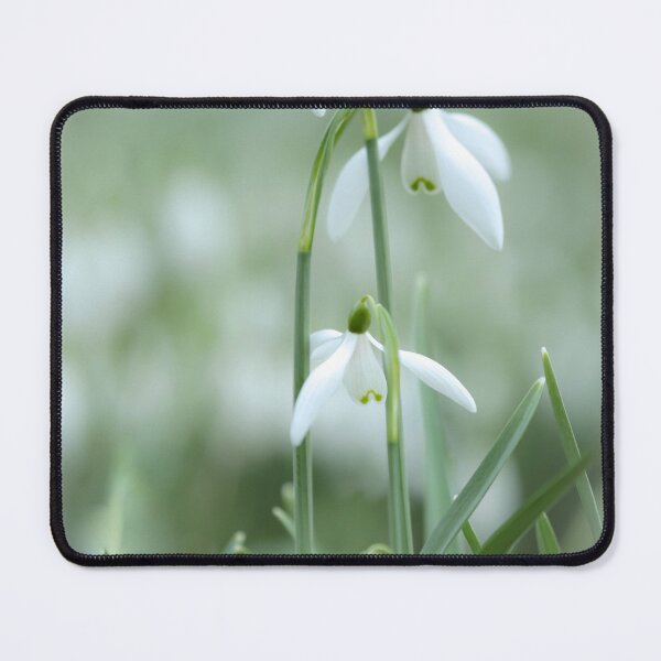Item preview, Digital photograph of four Snowdrop flowers designed and sold by SimonJohnson1.
