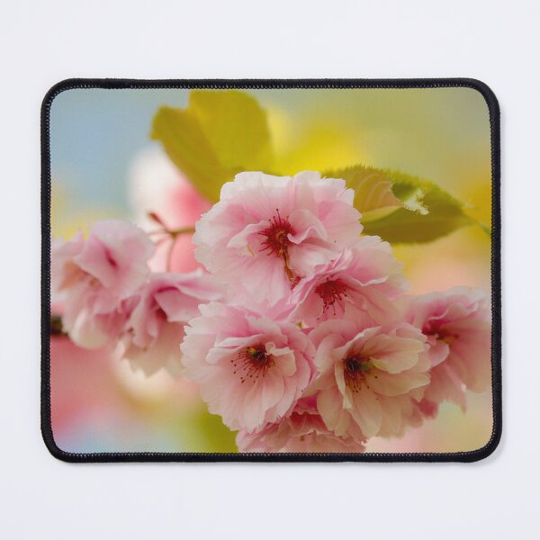Item preview, Digital photograph  of sunlit spring Cherry Blossom designed and sold by SimonJohnson1.