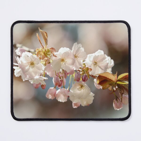 Item preview, Digital photograph of white Cherry blossom designed and sold by SimonJohnson1.